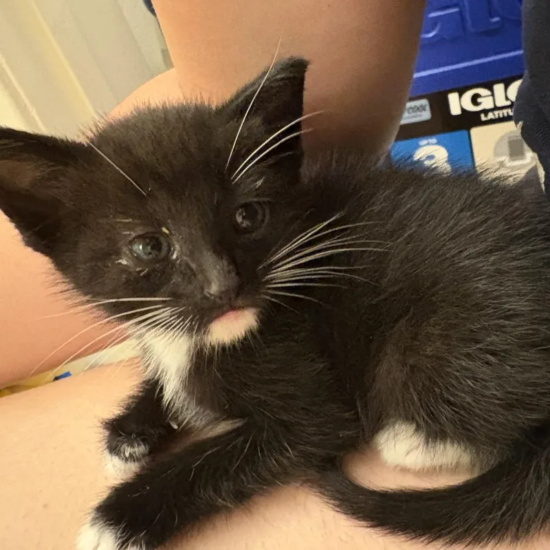 A baby small-sized male Domestic Short Hair cat named Isaac Hayes for adoption in Los Angeles, CA