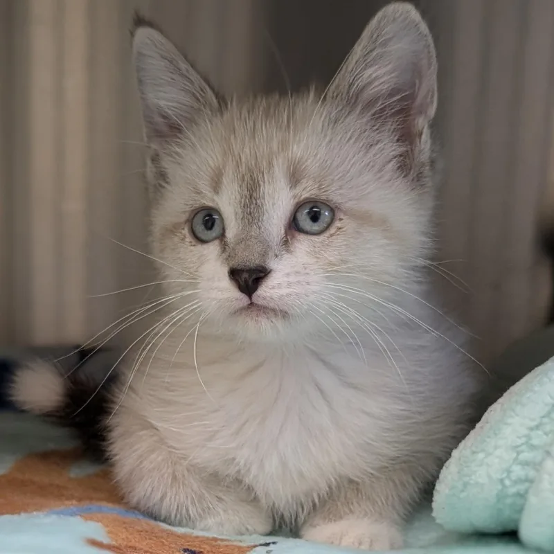 A baby medium-sized female Seal Point Domestic Short Hair cat named Booyah Reduced Fee for adoption in Jefferson, WI