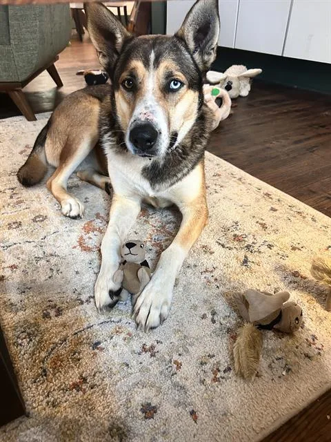 An adult medium-sized male Alaskan Malamute dog named Blu for adoption in San Antonio, TX