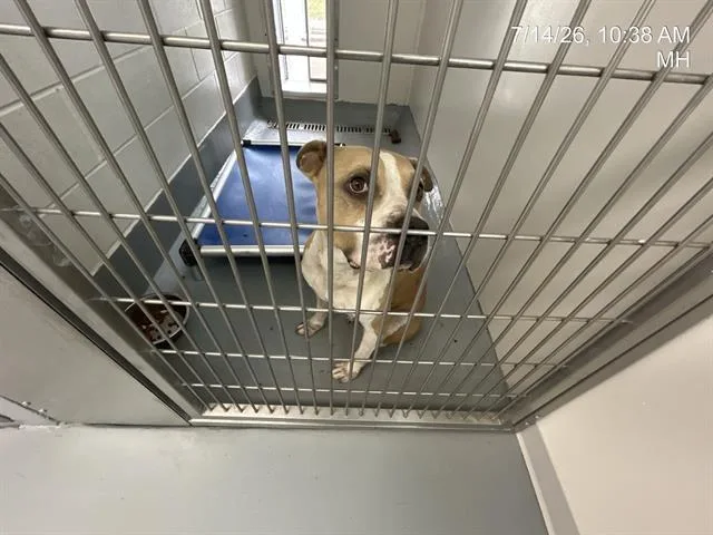 An adult large-sized male Pit Bull Terrier dog named A for adoption in Ocala, FL