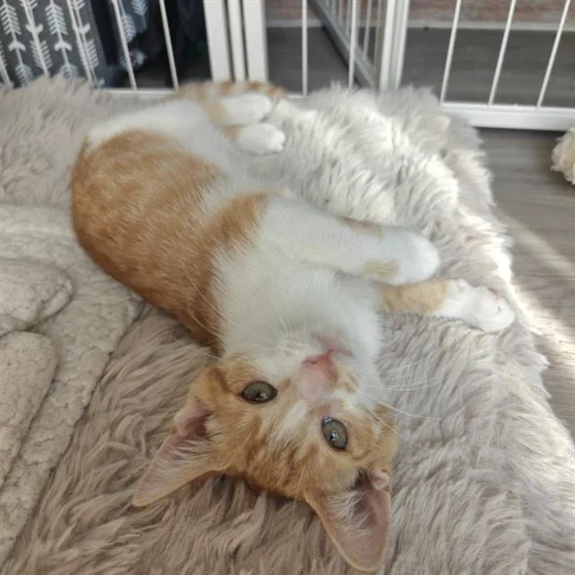 A baby small-sized female Domestic Short Hair cat named Tangerine for adoption in Charlotte, NC