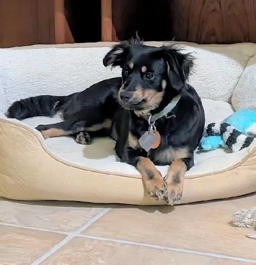 A young small-sized female Bicolor Spaniel dog named Buttercup for adoption in Scottsburg, IN