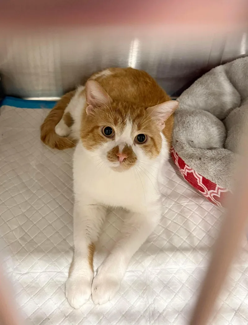 An adult medium-sized male Orange & White Domestic Short Hair cat named Parker for adoption in Manchester, MD