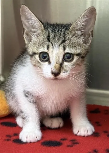 A baby small-sized male Domestic Short Hair cat named Artie for adoption in Killeen, TX
