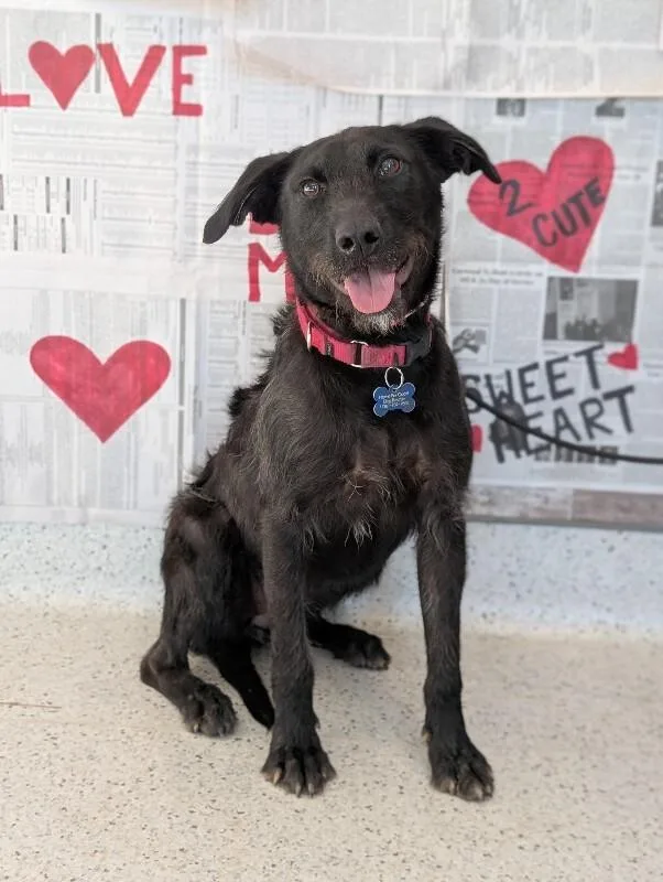 Elizabeth thumbnail 2