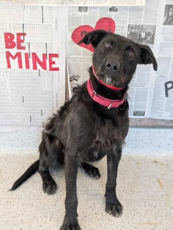 Elizabeth thumbnail 6