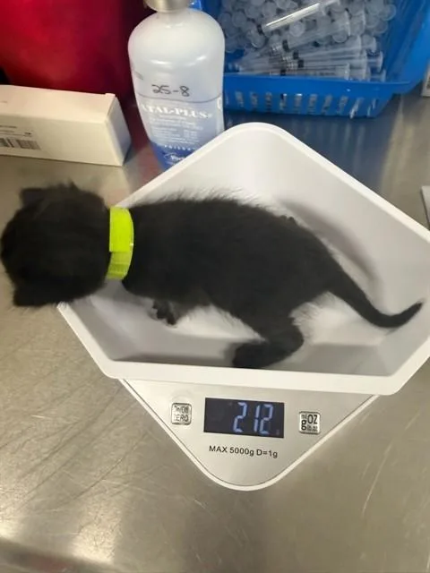 A baby small-sized female Domestic Short Hair cat named Kiwi for adoption in Santa Maria, CA