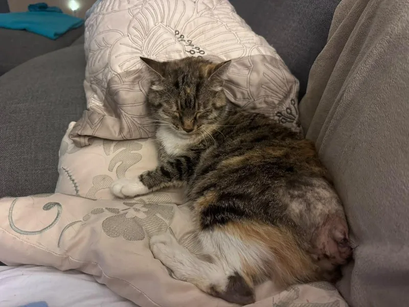 A young medium-sized female Domestic Short Hair cat named Belle for adoption in Orlando, FL