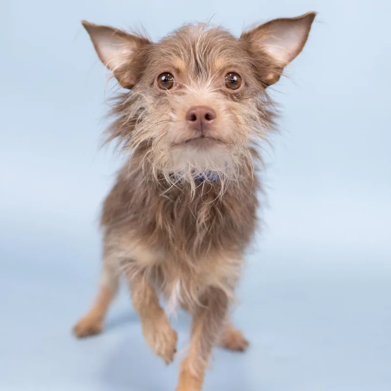 An adult small-sized female Brown / Chocolate Terrier dog named Coral for adoption in Portland, OR