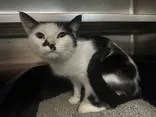 A young medium-sized female Black & White / Tuxedo Domestic Short Hair cat named Cruella for adoption in Manitowoc, WI