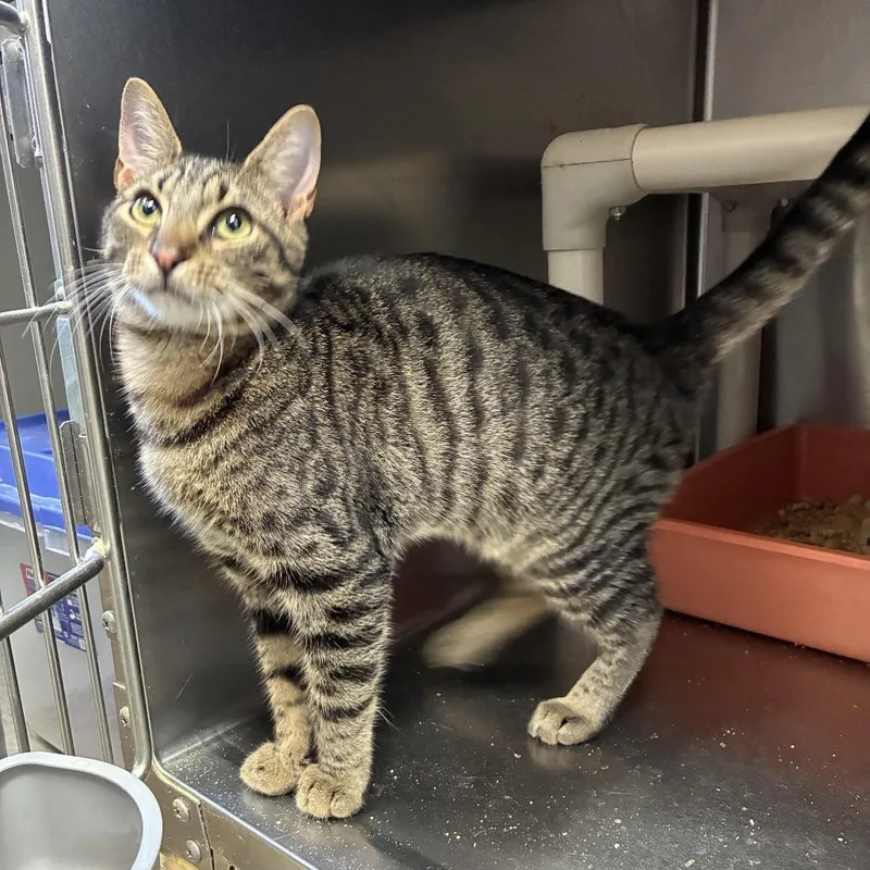 A young medium-sized male Black Domestic Short Hair cat named Brown Paper Bag for adoption in Carencro, LA