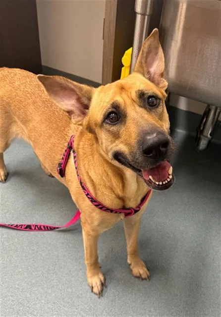 An adult large-sized female Black Mouth Cur dog named Gypsy for adoption in Baytown, TX