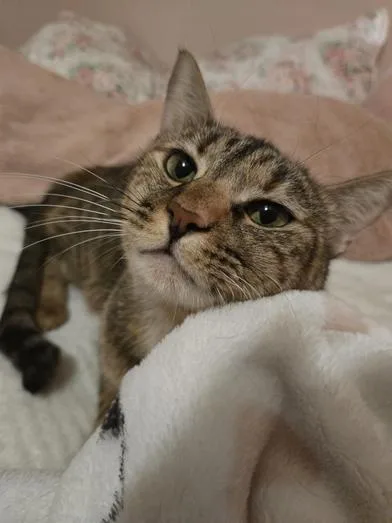 An adult medium-sized female Domestic Short Hair cat named Honey for adoption in Liverpool, TX