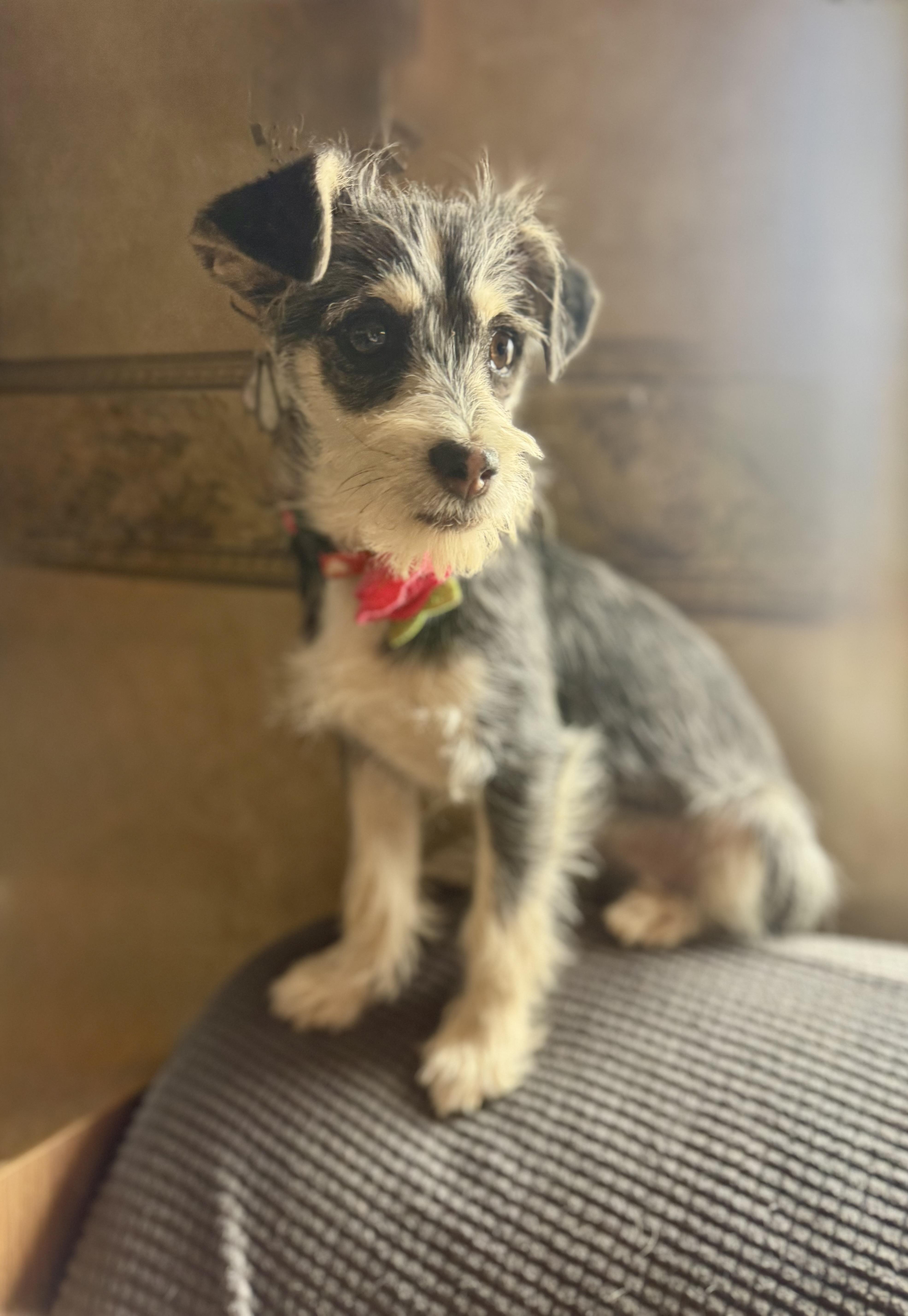 A young small-sized female Miniature Schnauzer dog named Delilah for adoption in Tucson, AZ