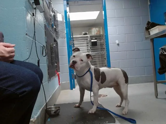 A young large-sized female Pit Bull Terrier dog named Pinky for adoption in Albuquerque, NM