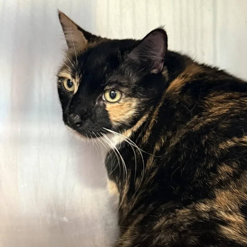 An adult extra large-sized female Black Domestic Short Hair cat named Lolly Pop for adoption in Palm Springs, CA