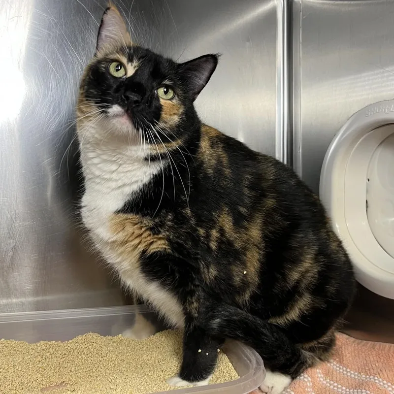 Lolly Pop thumbnail 2
