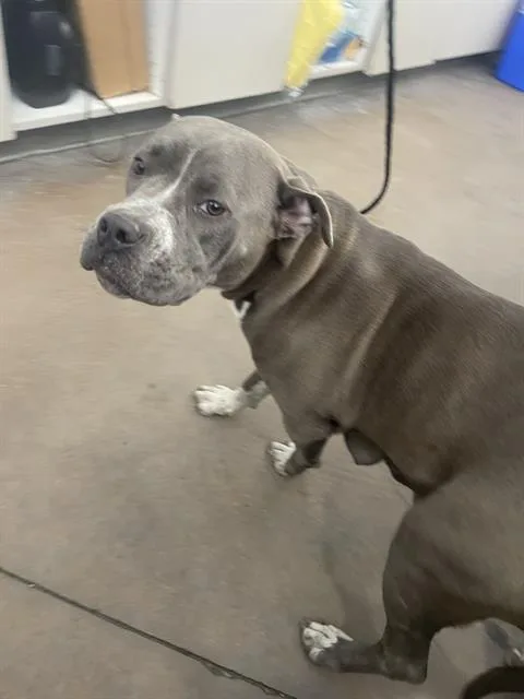 A young large-sized female Mixed Breed dog named Califas for adoption in Dallas, TX