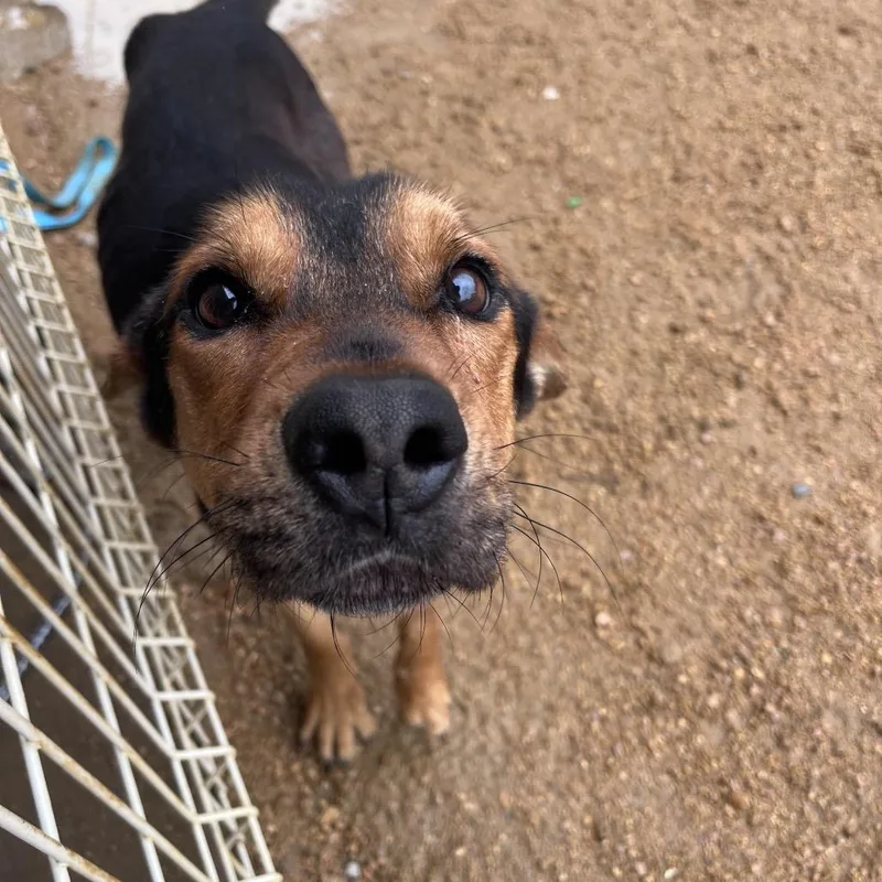 An adult medium-sized male Black Mixed Breed dog named Rowan for adoption in Bentonville, AR