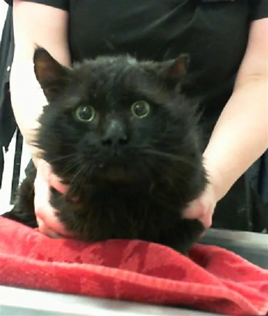 An adult medium-sized male Domestic Short Hair cat named Pasha for adoption in Albuquerque, NM