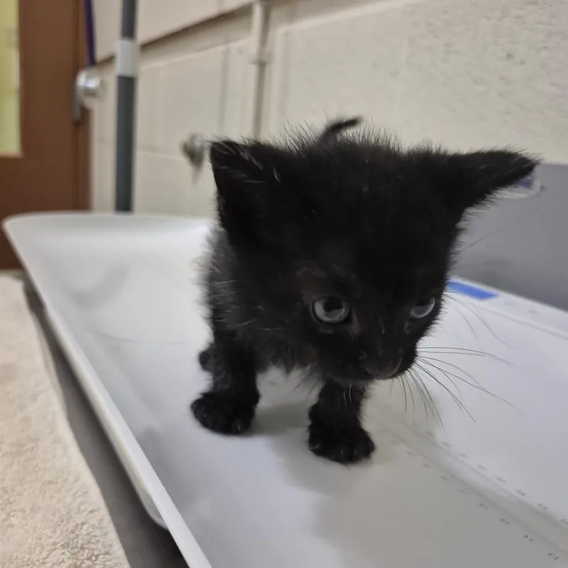 A baby small-sized male Black Domestic Medium Hair cat named Joe for adoption in Upland, CA