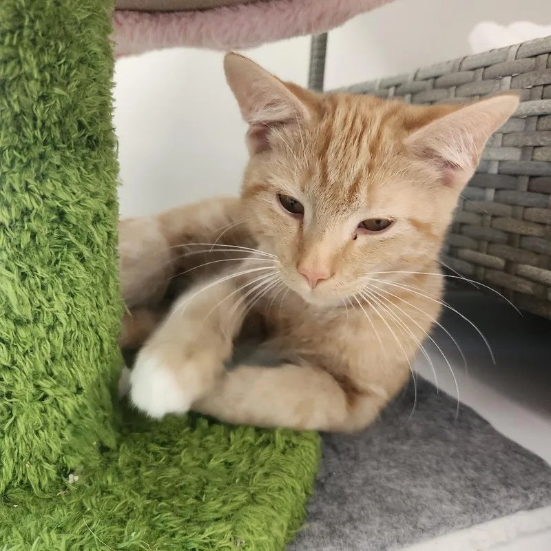 A baby small-sized male Orange / Red Domestic Short Hair cat named Squeakyboots for adoption in Brockton, MA