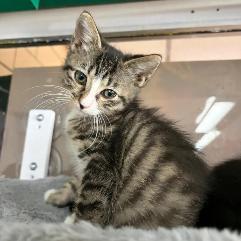 A baby small-sized male Gray / Blue / Silver Domestic Short Hair cat named Mick for adoption in West Point, MS