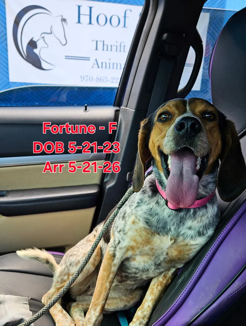 An adult medium-sized female Bluetick Coonhound dog named Fortune for adoption in Nucla, CO