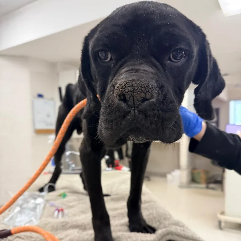 An adult large-sized male Black Mixed Breed dog named Ayce for adoption in Indianapolis, IN