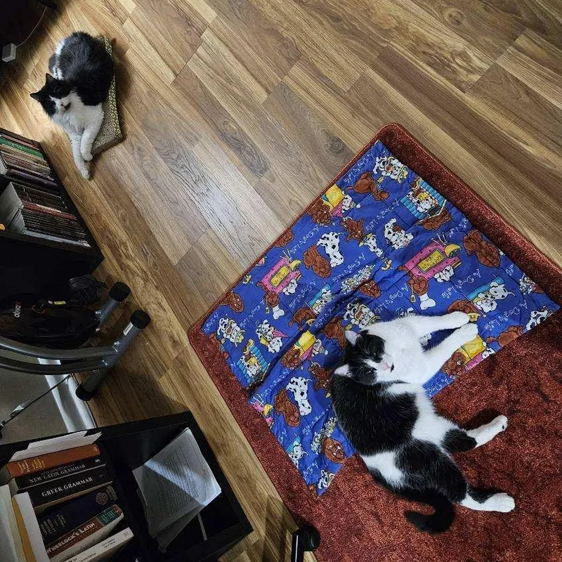 An adult medium-sized male Black & White / Tuxedo Domestic Long Hair cat named Apple & Coco for adoption in College Park, MD