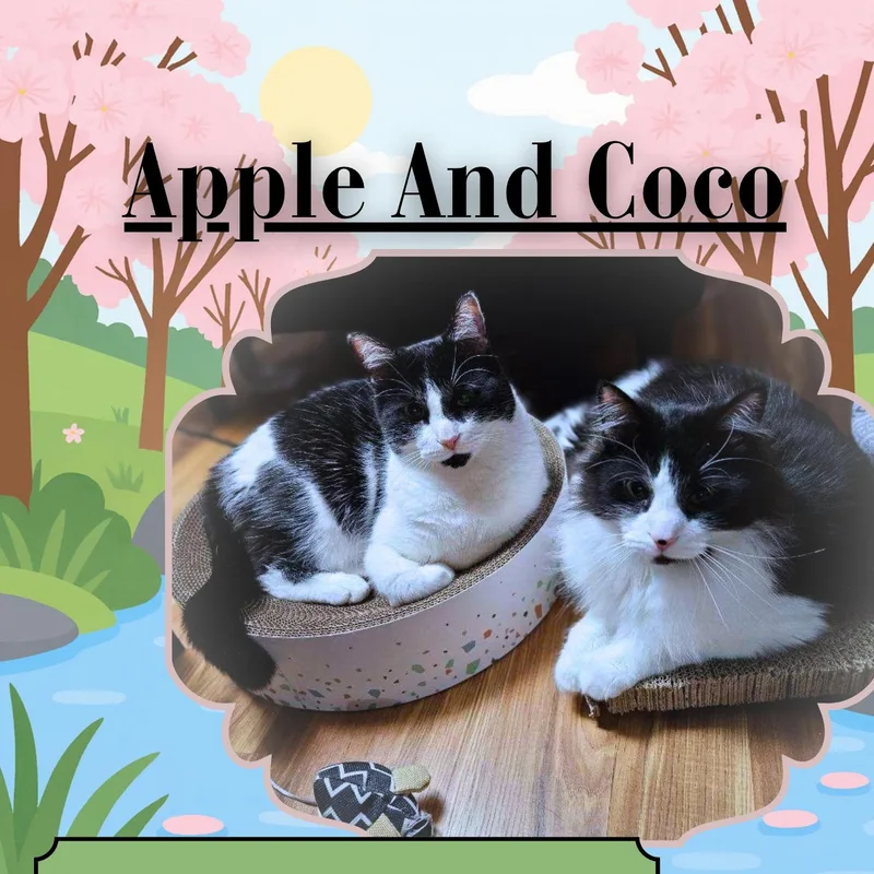 Apple & Coco thumbnail 2