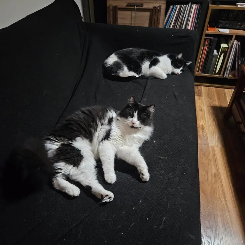 Apple & Coco thumbnail 3