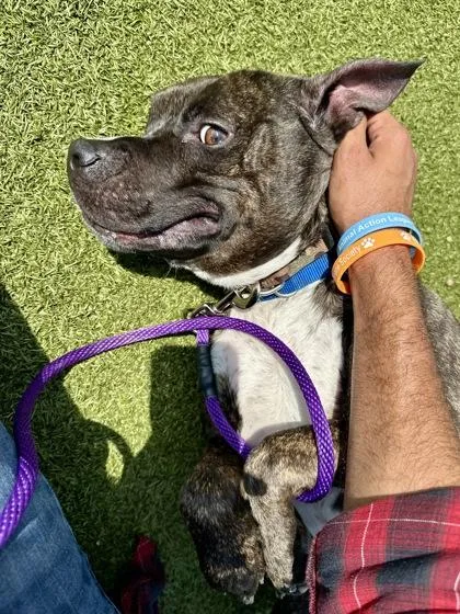 An adult large-sized male Mixed Breed dog named Rockwell for adoption in Wichita, KS