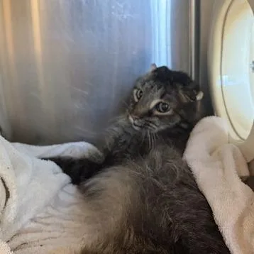 A senior medium-sized male Brown / Chocolate Domestic Long Hair cat named Leopold for adoption in Asheville, NC