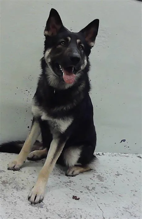 A young large-sized male German Shepherd Dog dog named Pierre for adoption in Houston, TX