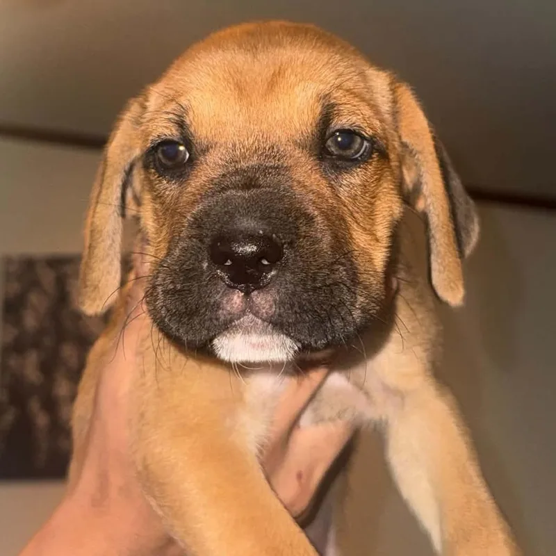 A baby small-sized female Brown / Chocolate Boxer dog named Thalia for adoption in Oceanside, NY