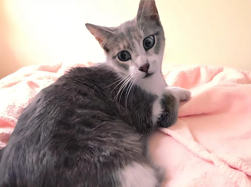 A young small-sized female Gray & White Domestic Short Hair cat named Chewy for adoption in Pasadena, CA