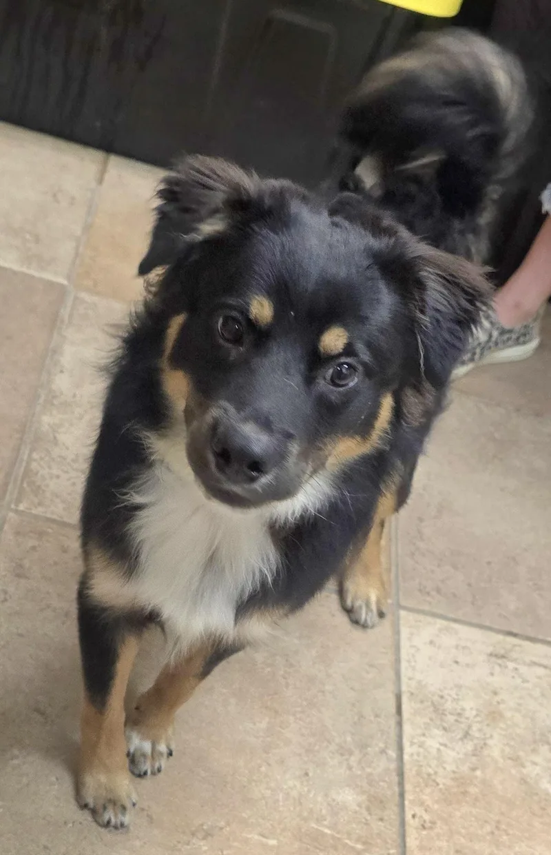 Banjo