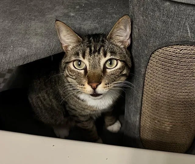 A young medium-sized male Brown / Chocolate Domestic Short Hair cat named Baloo Jungle for adoption in Chandler, AZ