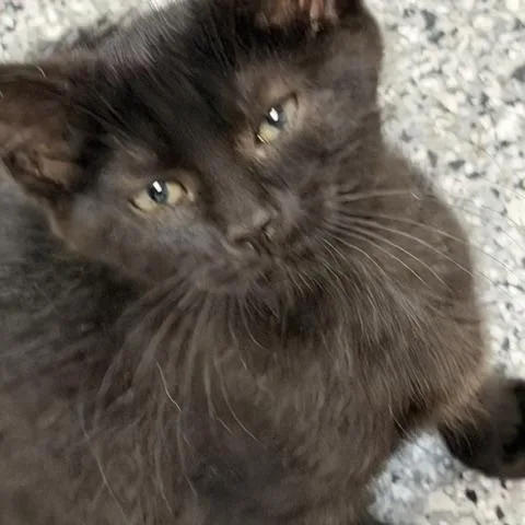 A baby large-sized female Domestic Short Hair cat named Kmart for adoption in Bryan, OH