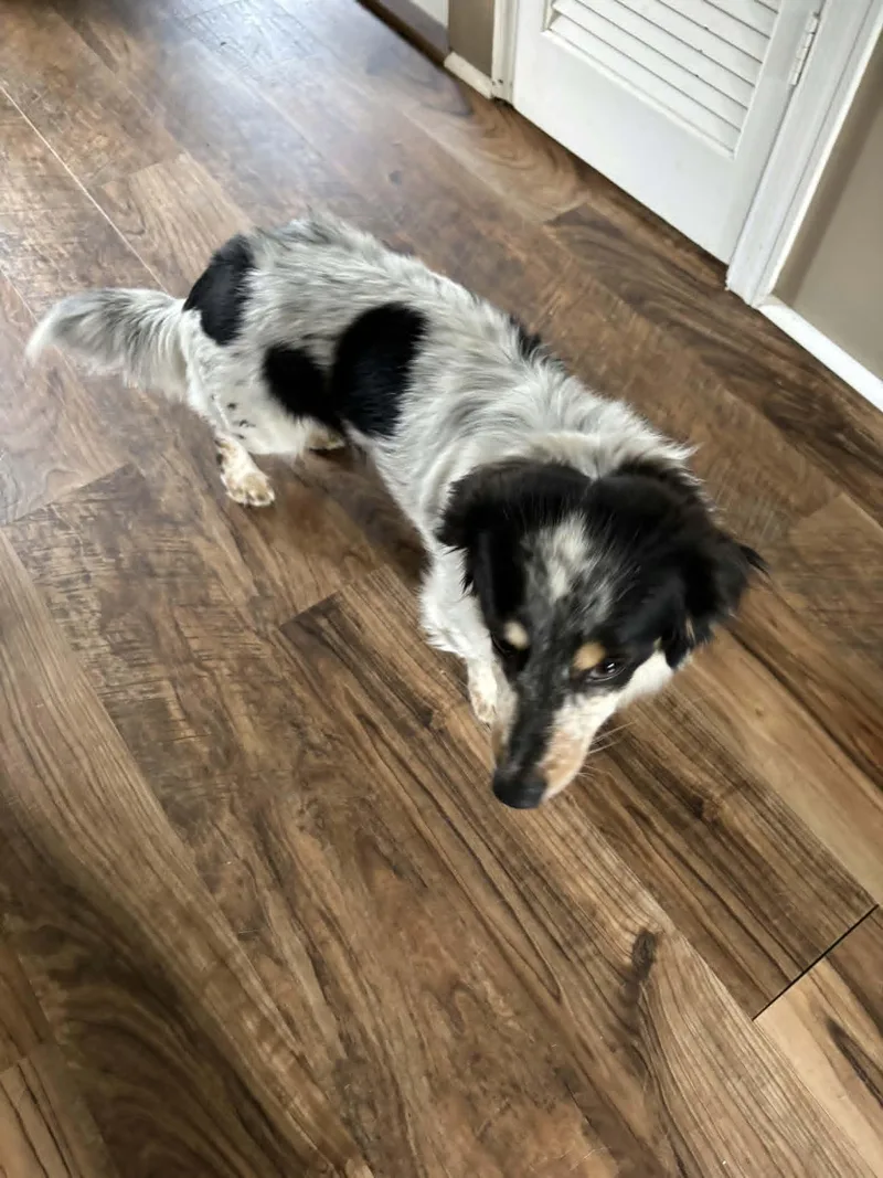 A young small-sized male Dachshund (Long Haired) dog named Milo for adoption in Coatesville, PA