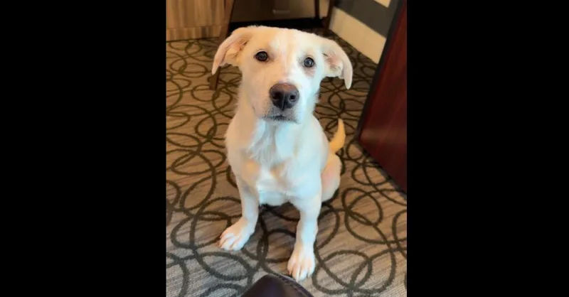 A baby medium-sized female White / Cream Labrador Retriever dog named Tiger Lily for adoption in Naperville, IL