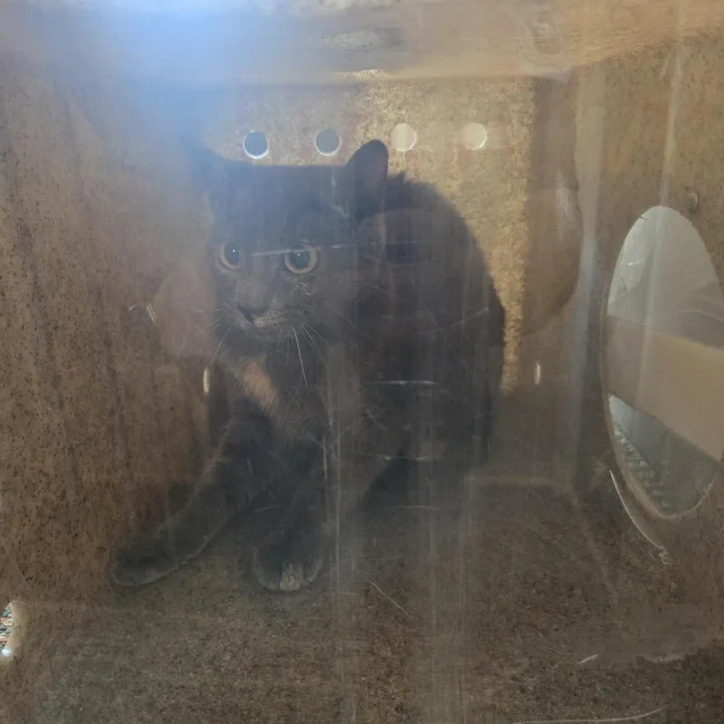 A young medium-sized female Gray / Blue / Silver Domestic Short Hair cat named Grey for adoption in Philadelphia, PA