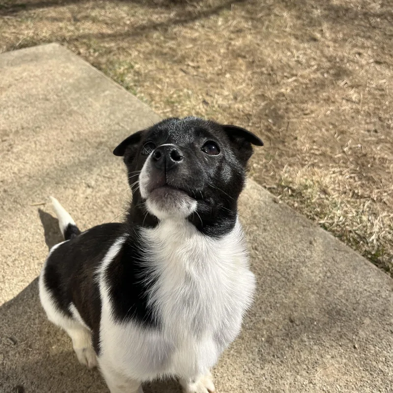 Sausage  Breakfast Litter thumbnail 2