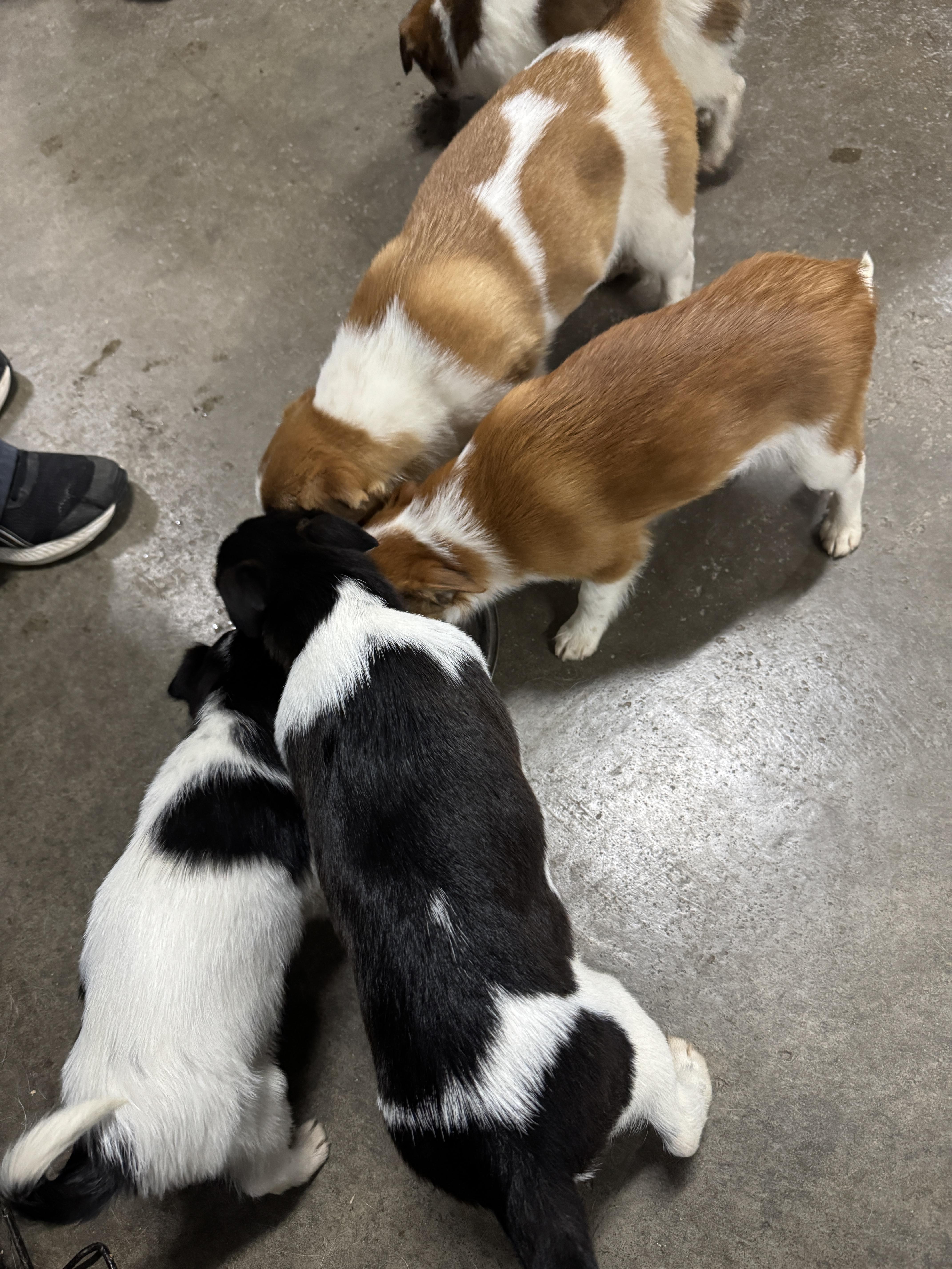 Sausage  Breakfast Litter thumbnail 3