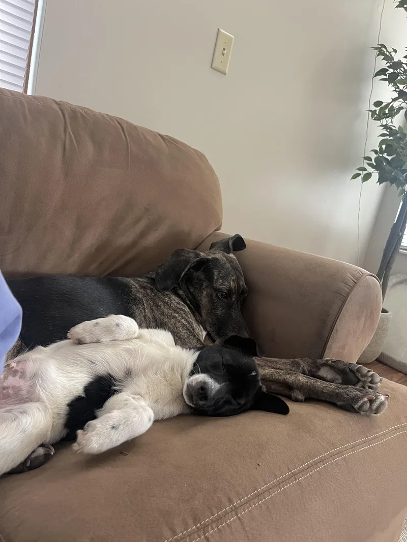 Sausage  Breakfast Litter thumbnail 4