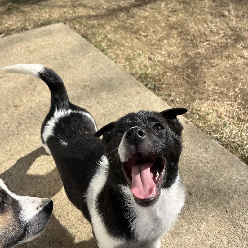 Sausage  Breakfast Litter thumbnail 6