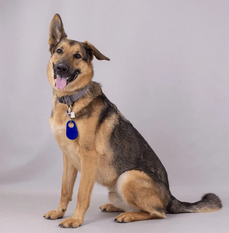 An adult extra large-sized male Tricolor (Brown, Black, & White) German Shepherd Dog dog named Nemo for adoption in Manassas, VA