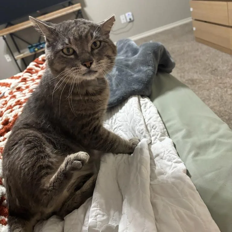 A young large-sized male Gray / Blue / Silver Domestic Short Hair cat named Tex for adoption in Webster, TX