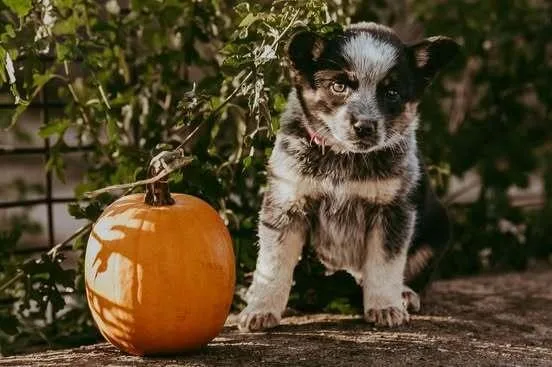 A baby medium-sized female Australian Cattle Dog / Blue Heeler dog named Andes for adoption in Waunakee, WI
